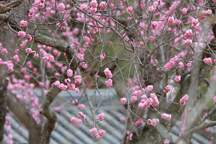 Pink Flowers, Plum Blossoms, Flowers, Trees, pink color, branch, springtime, flower, plant, tree, blossom