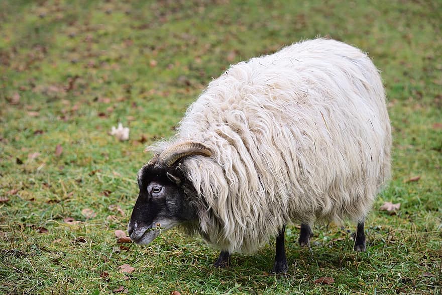ovelha, animal, pasto, pastando, heidschnucke, mamífero, pecuária, lã, chifres, Prado, Fazenda