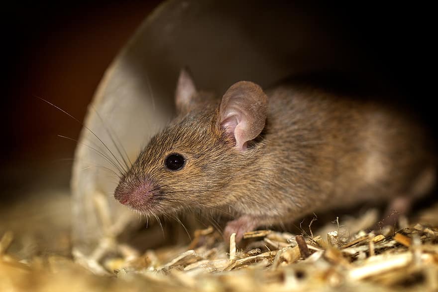домовая мышь, грызун, животное, млекопитающее, мышь, природа, макрос