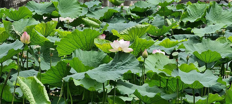 Lotus, Blumen, Blätter, Knospen, Seerose, Laub, blühen, Wasserpflanzen, Pflanzen, Flora, Teich