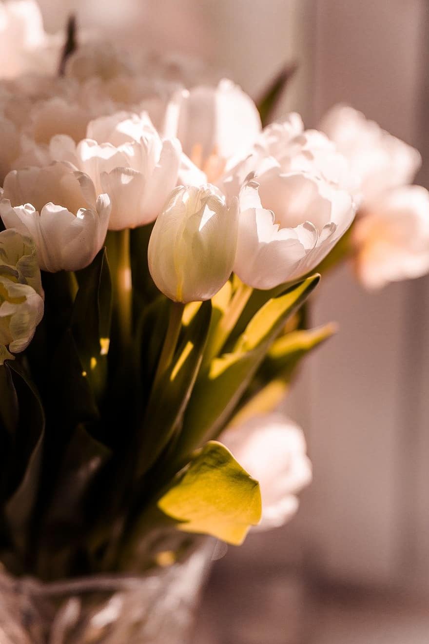 tulipaner, blomster, bukett, hvite blomster, blomst, anlegg, vår, dekorasjon, sollys