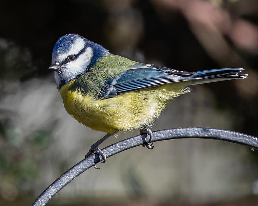 Blue Tit, Bird, Perched, Tit, Small Bird, Garden Bird, Animal, Wildlife, Beak, Feathers, Plumage