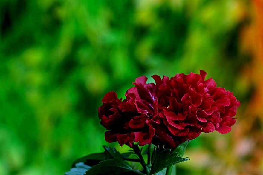 хибискус, цвете, растение, hibiscus rosa sinensis, червено цвете, листенца, листа, разцвет, природа
