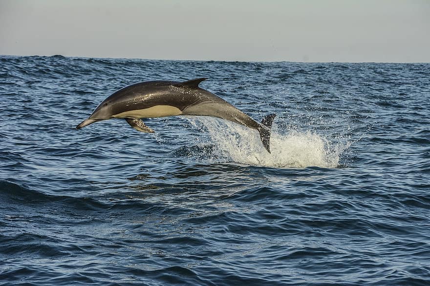 delfin, zwierzę, morze, zwierzęta wodne, ssak, ocean, ciepłokrwisty