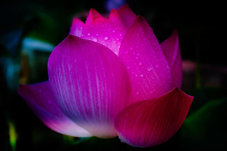 Lotus, Flower, Dew, Wet, Dewdrops, Plant, Pink Flower, Petals, Water Lily, Bloom, Aquatic Plant
