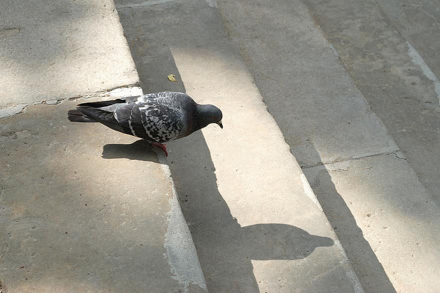 Pigeon, Colombe, rue, escalier, ombre, animal, oiseau, ville, la nature, parc