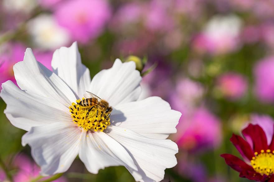 albina, albină, floare, cosmos, insectă, polenizare, floare albă, a inflori, plantă, natură, macro