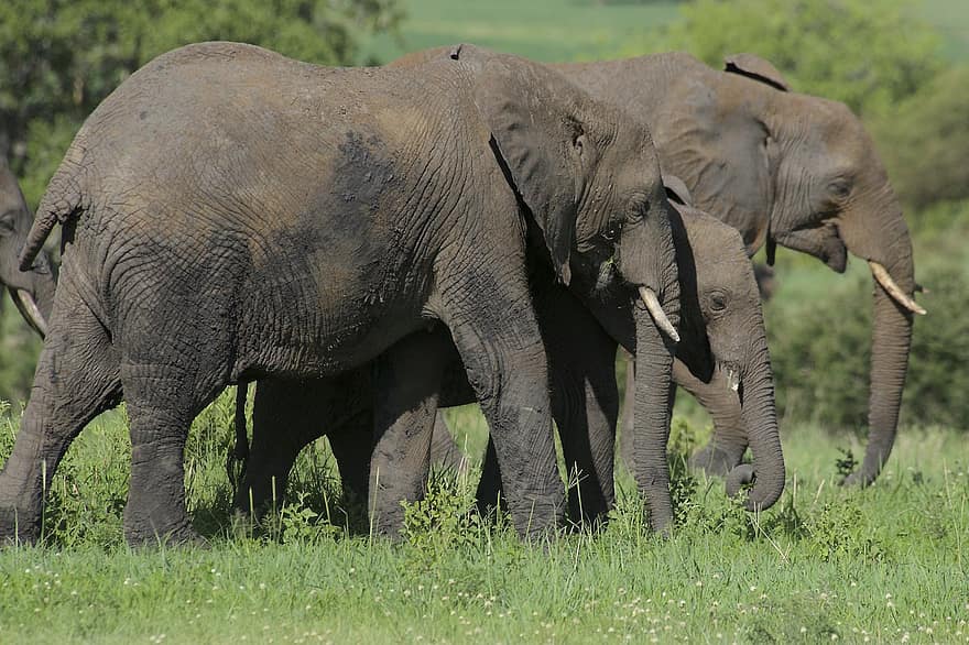 elefánt, természet, vastagbőrű, tarangire nemzeti park, vadvilág, vadon, vad, összetartozás, család, afrikai vadvilág, szafari