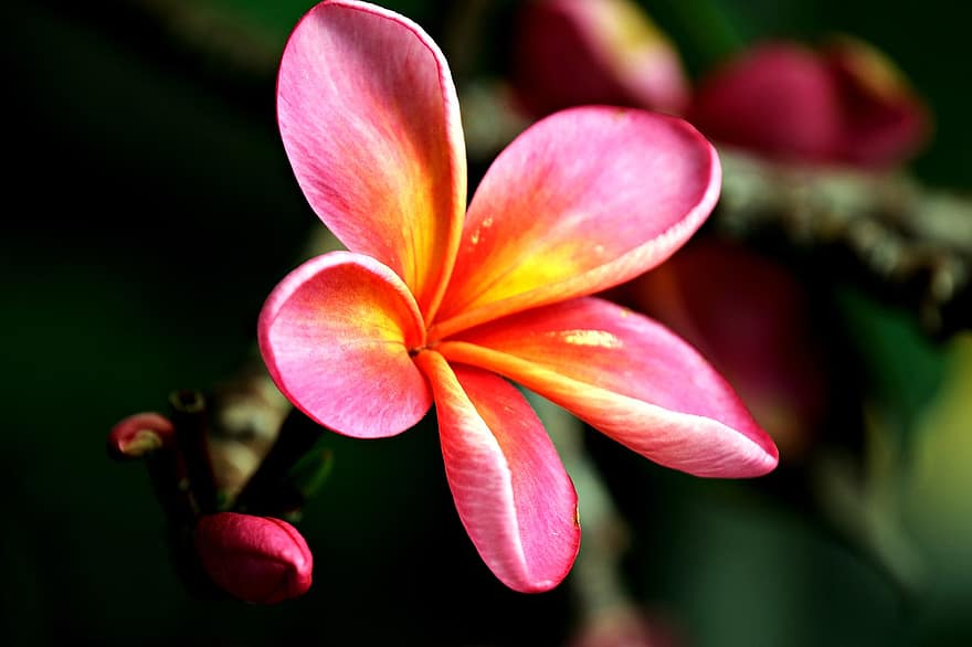 frangipani, blomst, anlegg, plumeria, petals, flora, natur