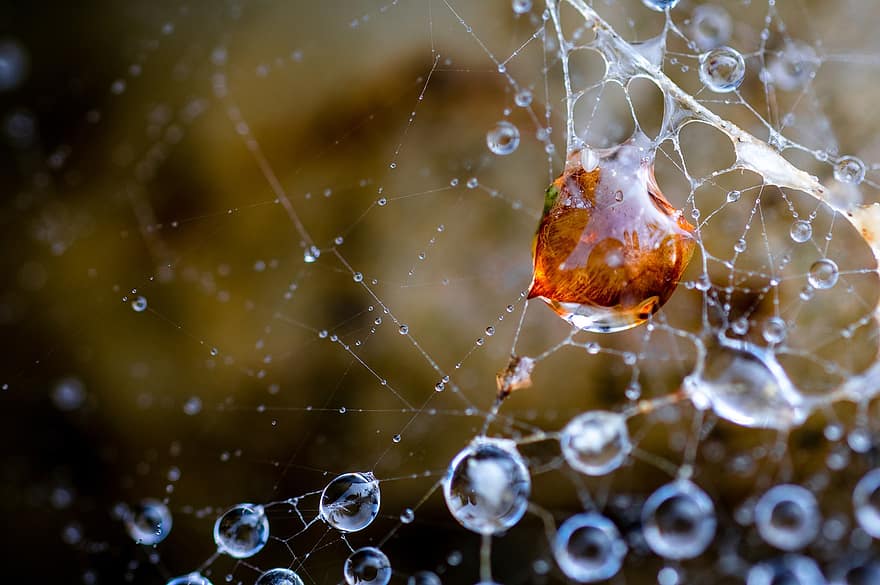 web, sarang laba-laba, tetesan, tetesan embun, embun, tetes air, jaring laba-laba, alam