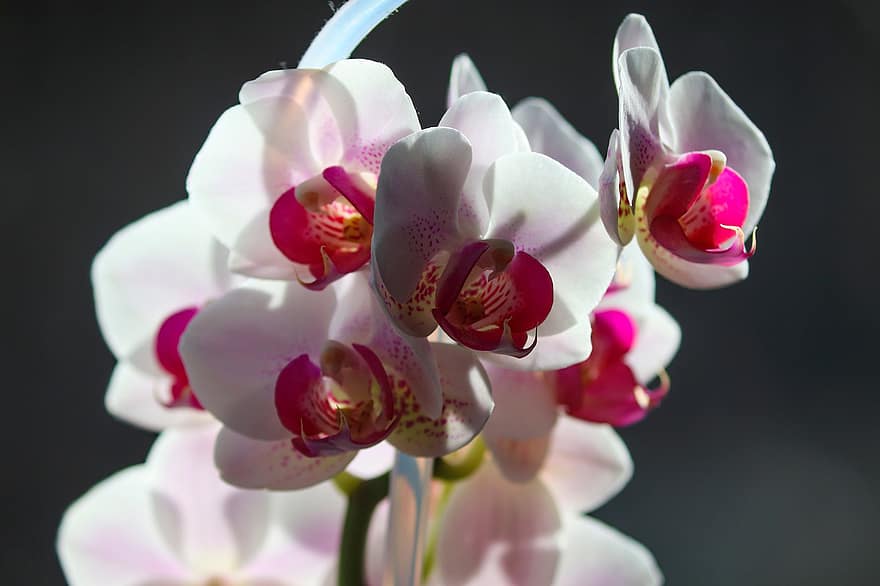 orchidėja, dekoratyviniai augalai, orchidaceae, gėlė, violetinė, balta, kambarinis augalas, žiedas, žydi, pobūdį, Iš arti