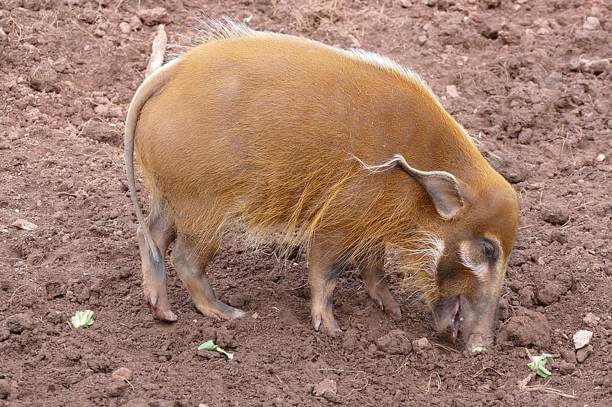 червена речна свиня, прасе, свиня, глиган, прасенце, животно, свине, ферма, добитък, храня се, вид