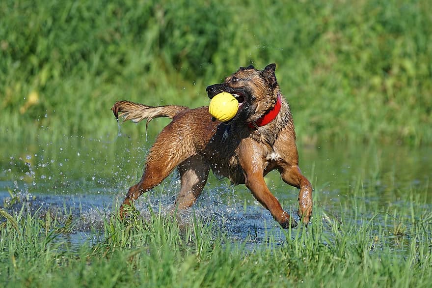 Hund, Spaß, der Ball, Schäferhund, Belgier
