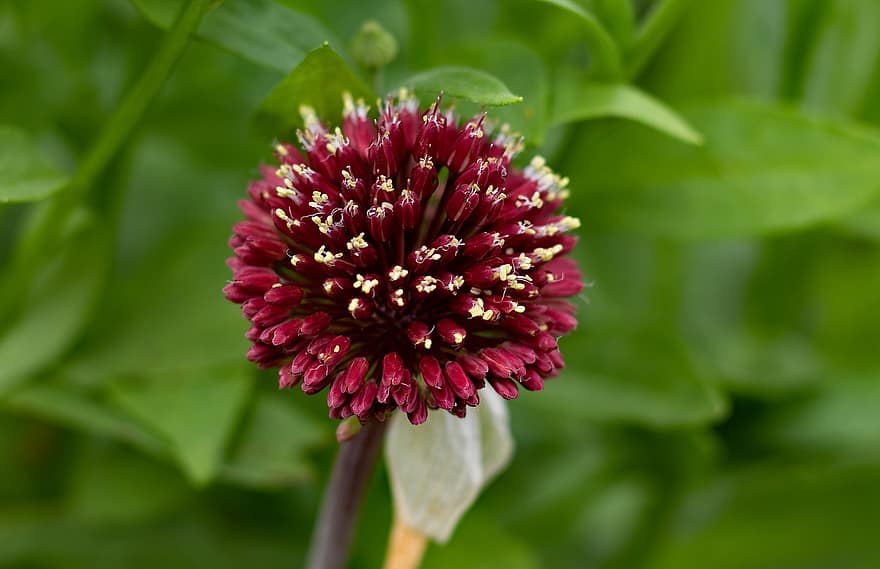 mohicano rosso dell'allium, cipolla ornamentale, fiore, petali, le foglie, infiorescenza, stami, pestello, giardino