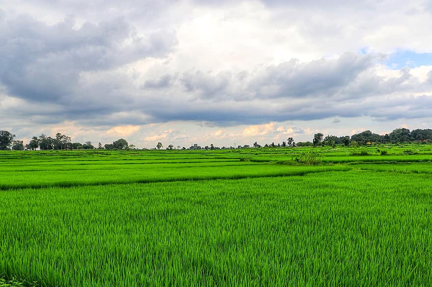 risfält, ris kakor, bruka, lantbruk, odling, ris gård, jordbruk, plantage, landskap