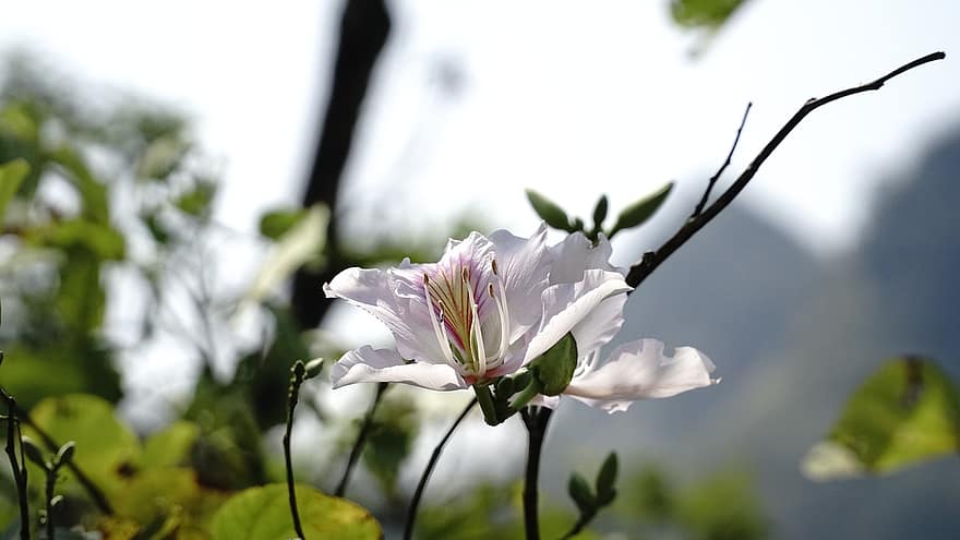 fleur, botanique, Floraison, la nature, Hoa Ban, Bông Ban