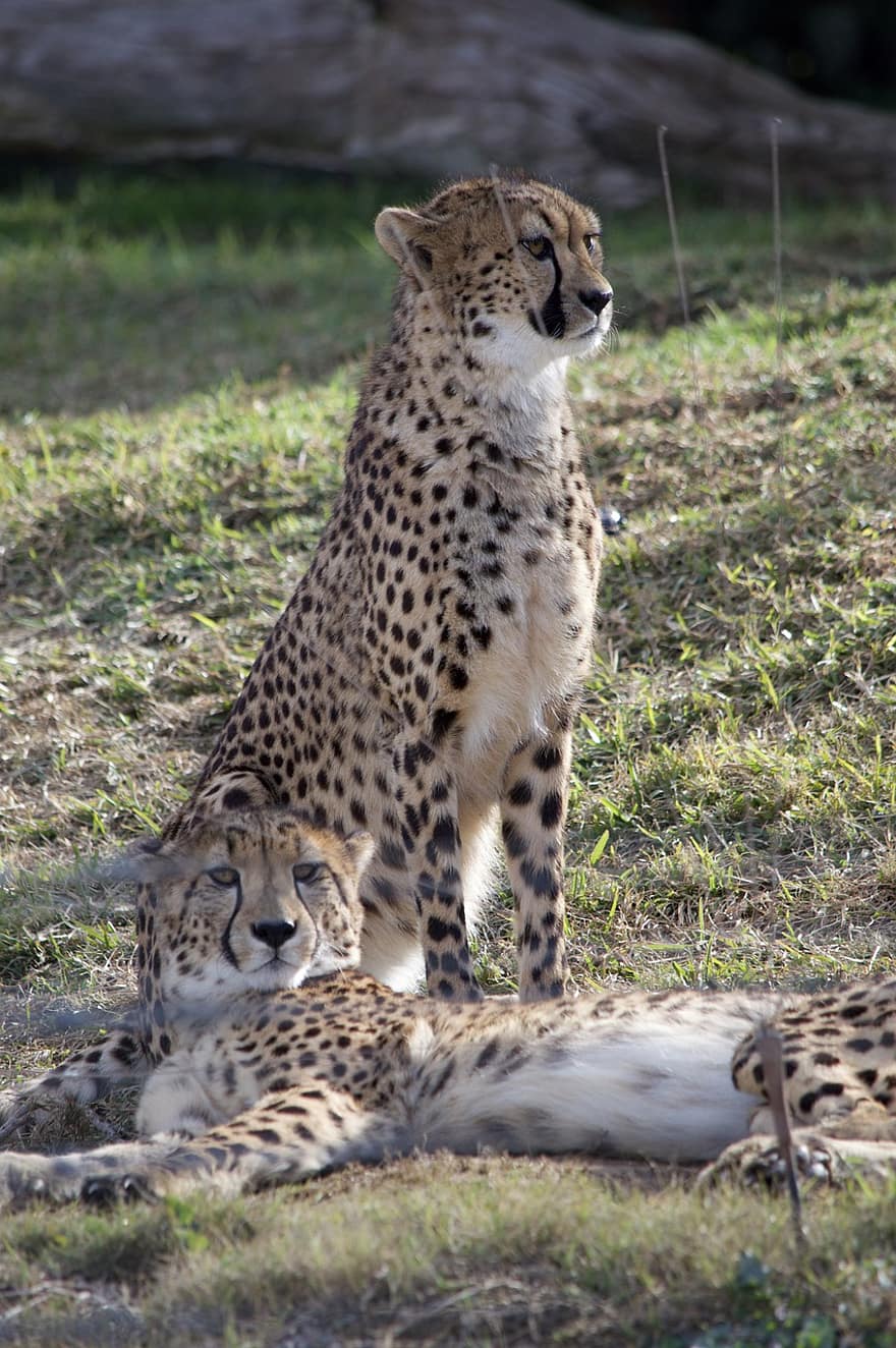 stor kat, gepard, rovdyr, Afrika, vild, natur, farligt, dyreliv, vild kat, hastighed, kødædere