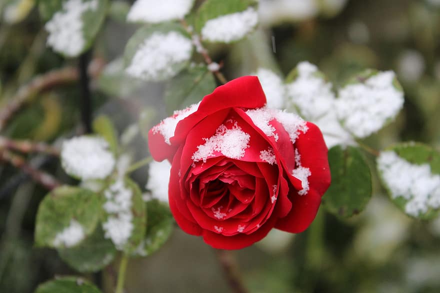 роза, растение, сняг, скреж, лед, замръзнал, зима, студ, червена роза, червено цвете, разцвет
