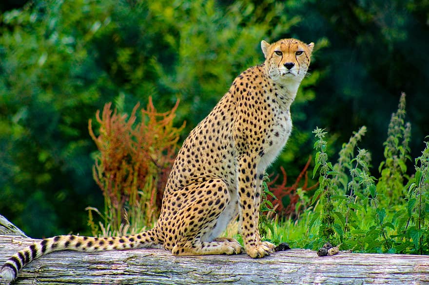 gepard, zwierzę, ogród zoologiczny, dzikiej przyrody, mięsożerne, drapieżnik, dziki, ssak, Łowca, niebezpieczny, safari