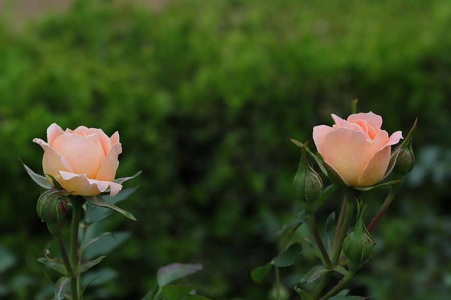 розы, персиковые розы, персиковые цветы, цветы, весна, сад, цвести, цветок, лепесток, головка цветка, завод