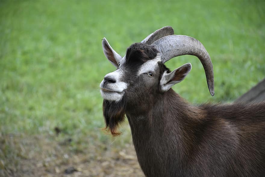 Goat, Horns