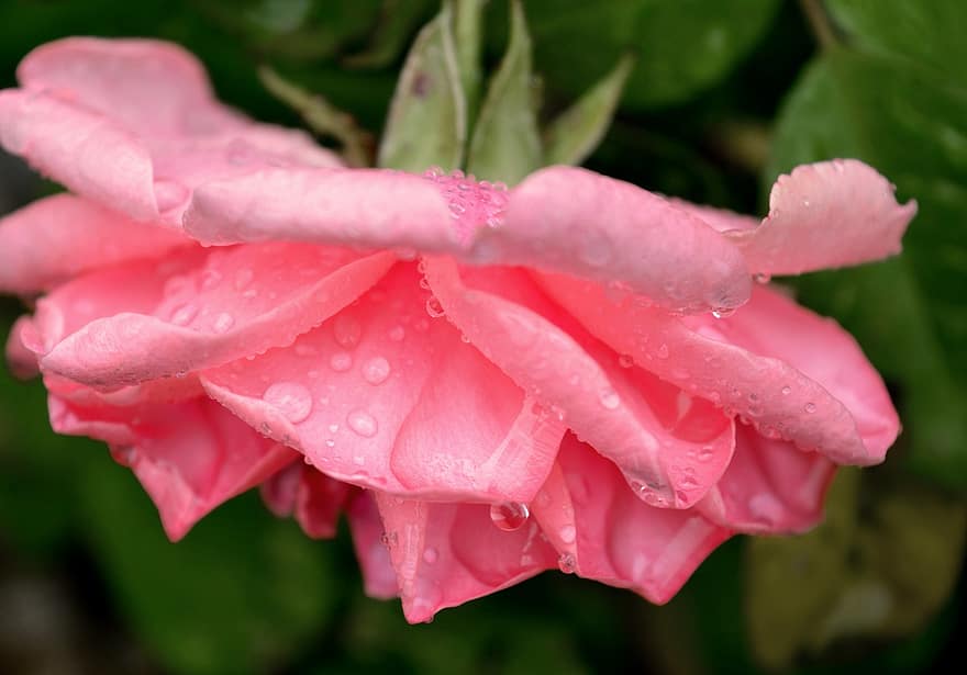 роза, цвят, разцвет, цвете, мокър, дъждовна капка, капки роса, розова роза, розово цвете, градина, природа