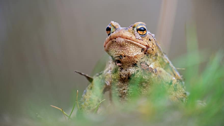 Frog, Toad, Animal, Amphibian, Wildlife, Nature
