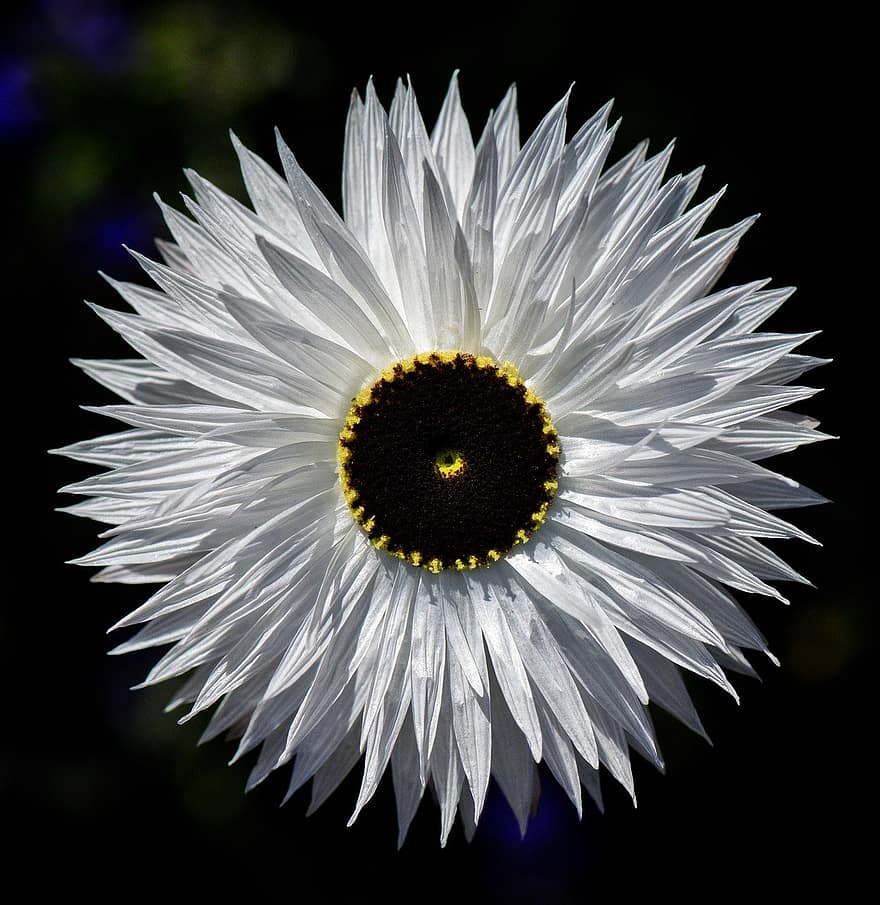 jiřina, květ, bílá květina