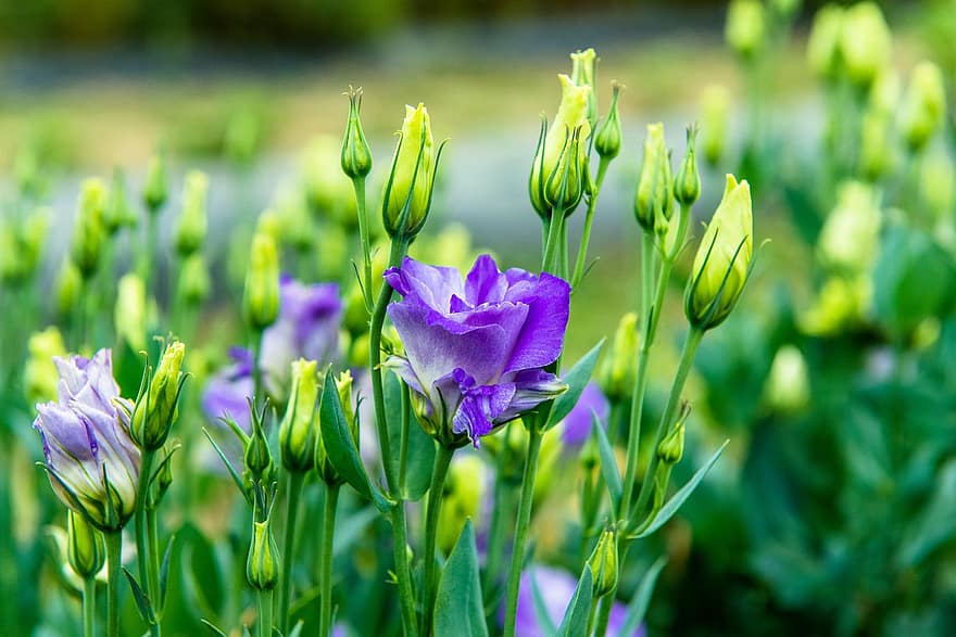 リシアントス、紫の、芽、フラワーズ、モハン