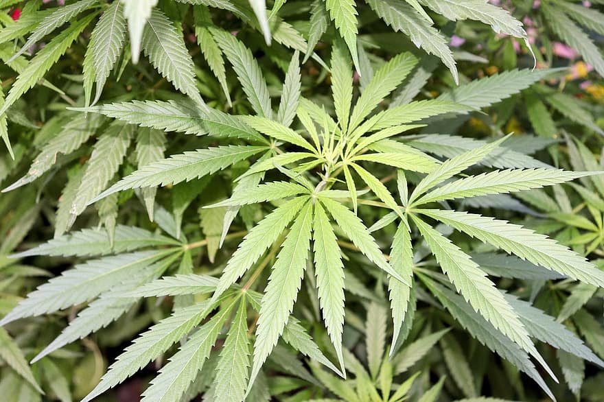 Arbusto de cannabis, hojas de marihuana, droga, follaje, canabis, cáñamo, agricultura