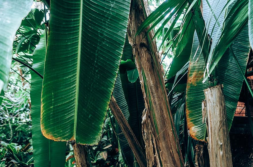 Palm Tree, Tree, Plant, Nature, Tropical, Leaves, Growth, Botany, leaf, green color, tropical climate