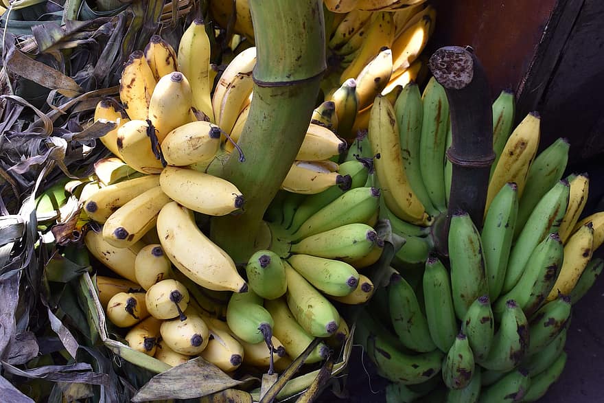 plátano, frutas, Produce, comida, cosecha, manojo, sano, orgánico