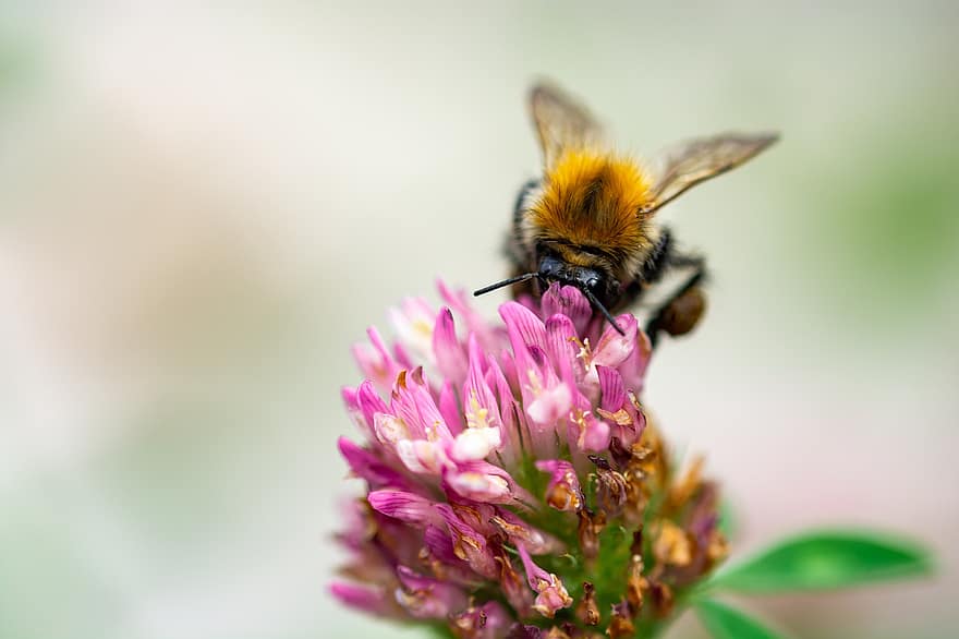 boynuzsuz, klee, çiçek, böcek, doğa, çayır, makro, bal arısı, nektar, yaz, mavi