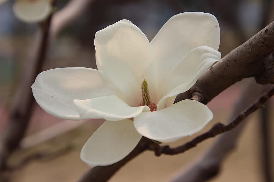 magnolija, zieds, ziedlapiņām, balts zieds, baltas ziedlapiņas, zied, nektārs, flora, raksturs, augu, pavasarī