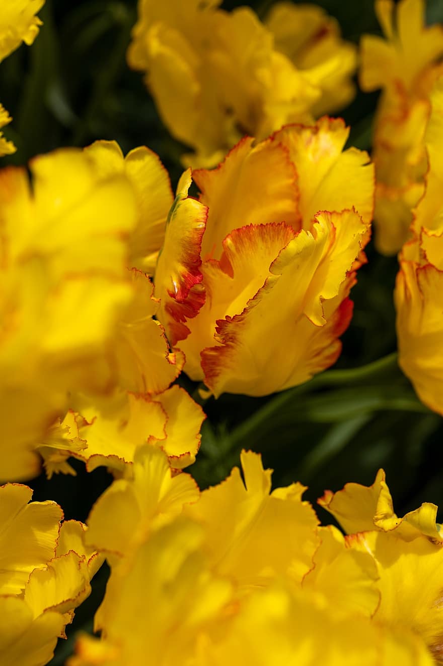 blomst, gul tulipan, petals, blomstre, nærbilde, Rødlinjede kronblader, tulipan, gul, anlegg, sommer, blad