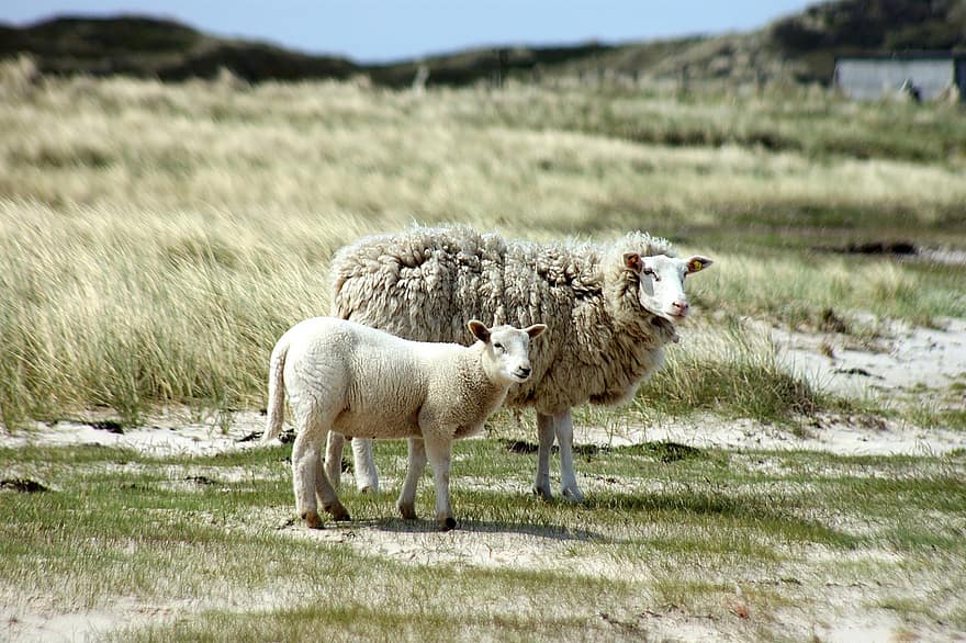 Animal, The Sheep, Mammal, Lamb, Species, Fauna, Pasture, farm, grass, rural scene, livestock