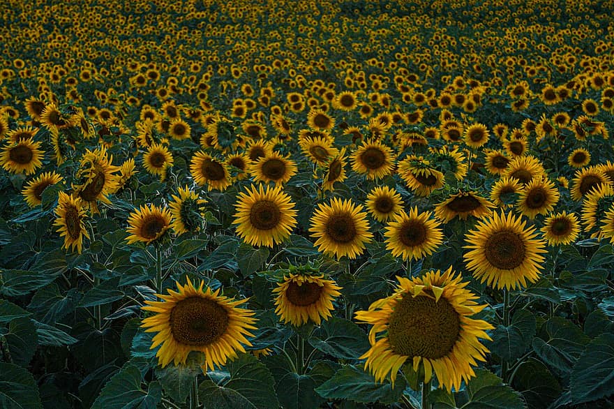 Sunflower, Flower, Yellow, Plants, Petals, Field