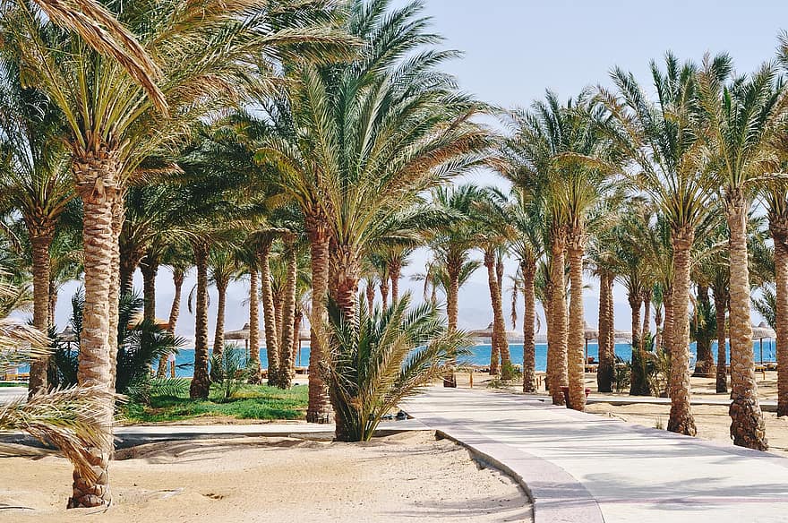 palm, resort, Strand, Egypt, hav, tropisk, hotell, ferie, hawaii, turisme, natur