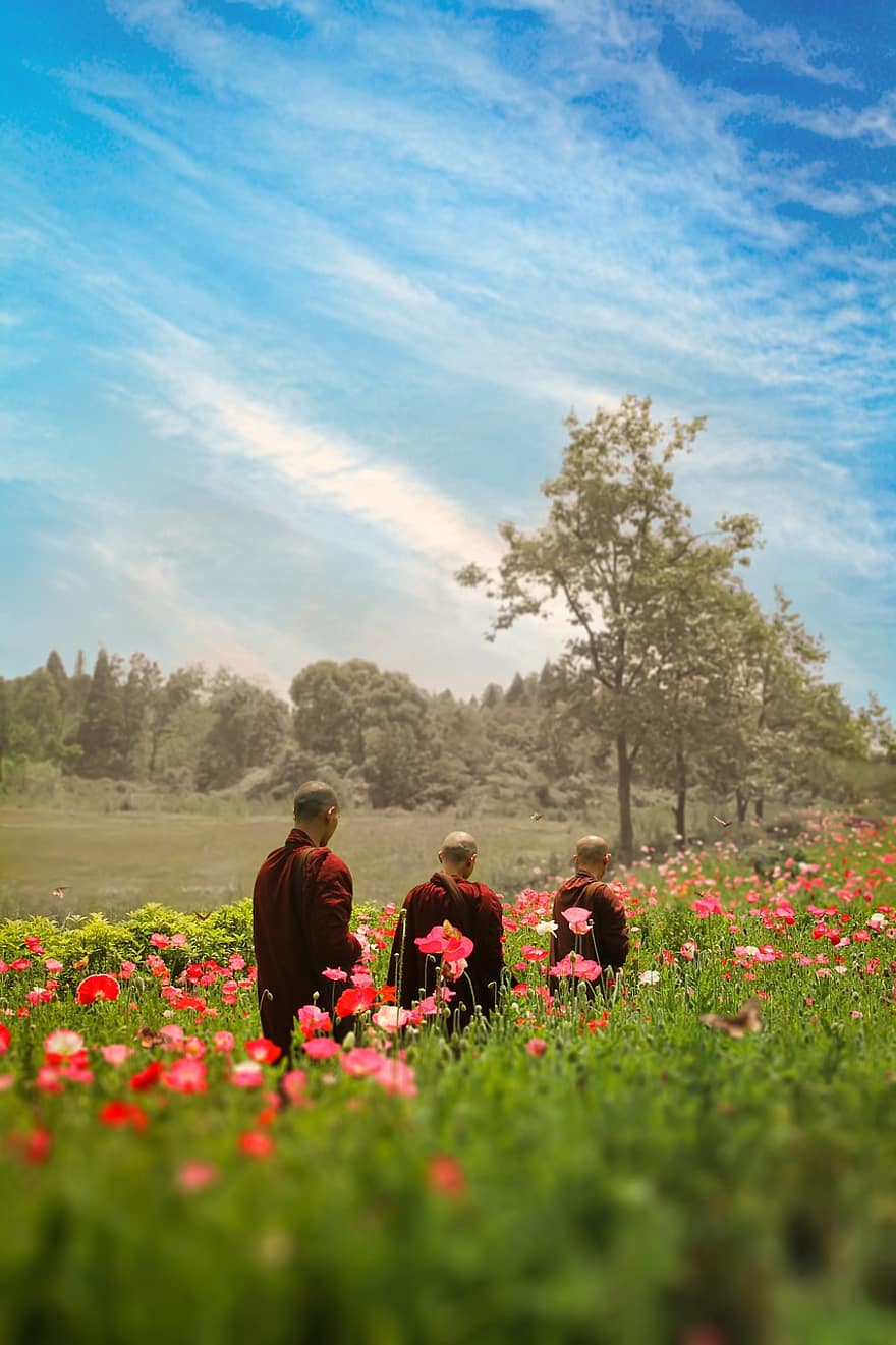 monjo, budista, budisme theravada, a l'aire lliure, parc, flora, flors, Chengdu, primavera, naturalesa, homes