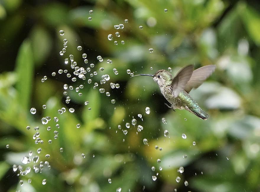 hummingbird, fontene, vann, dråper, tunge, fugl, Anna's kolibri, fjærdrakt, fjær, avian, ornitologi