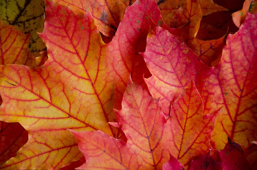 listy, javor, podzim, javorové listy, textura, barvitý, Příroda, Podzimní koncept, podzimní listí, spadané listí, kopie prostor