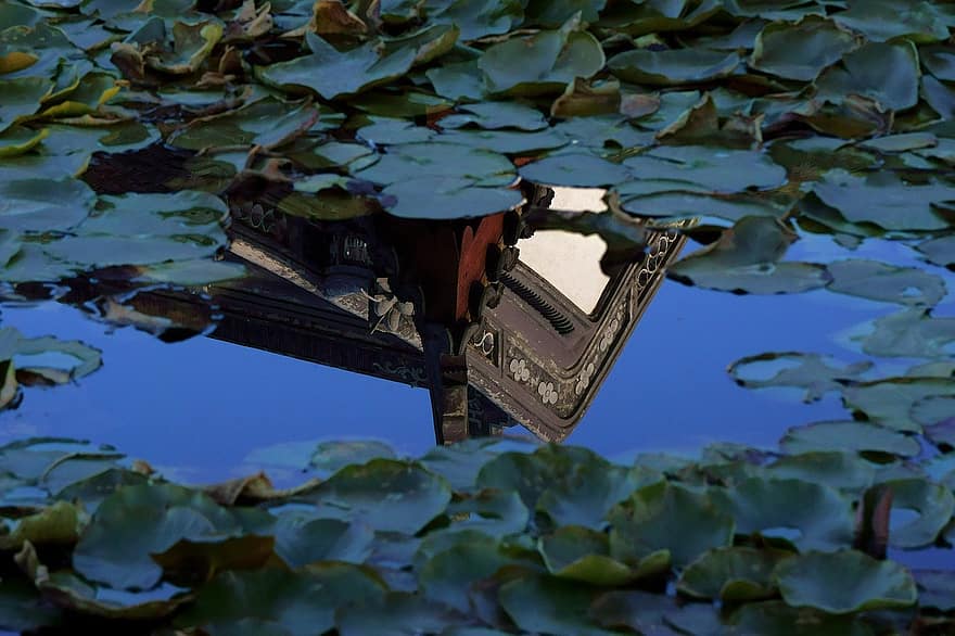 Lotus Pond, Lotus Leaf, Water Surface, Reflection, Building, Garden, leaf, water, pond, summer, green color
