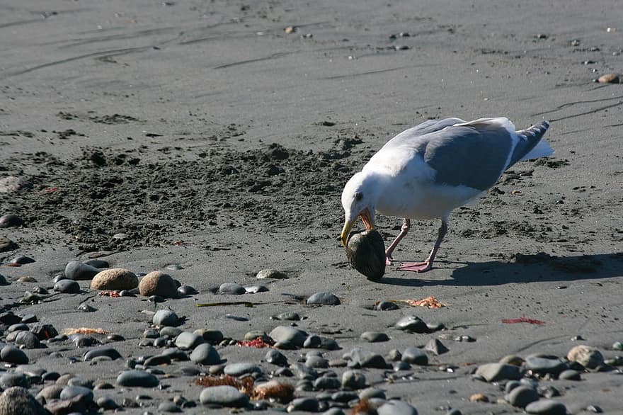Seagull, Clam, Beach, Seashell, Coast