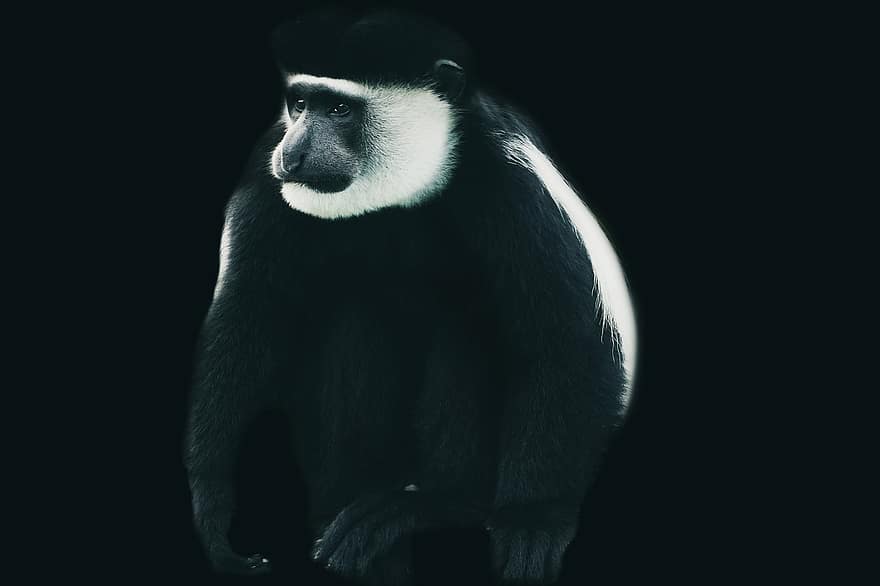 обезьяна, животный портрет, черный, млекопитающее, пушистый, горилла, примат