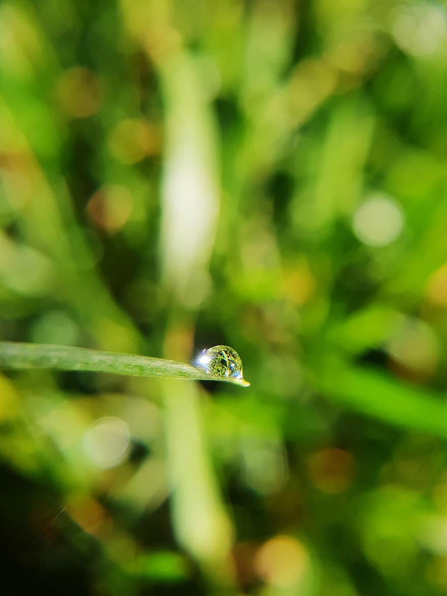 Drip, Blade Of Grass, Close Up, Drop Of Water, Dewdrop, Dew, Raindrop, Water, Rain, Wet, Macro