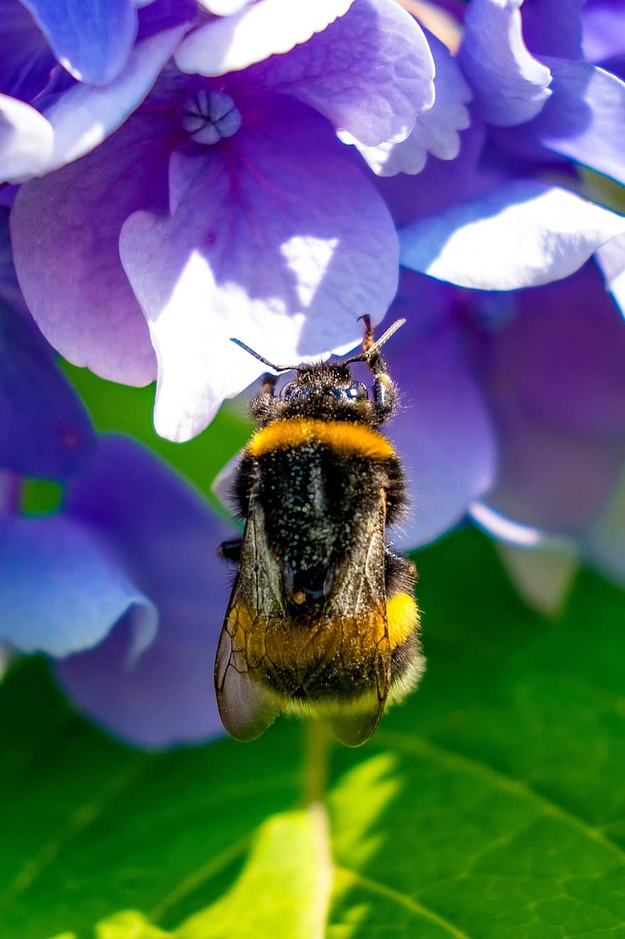 abeille, insecte, fleur, bourdon, plante, la nature, jardin