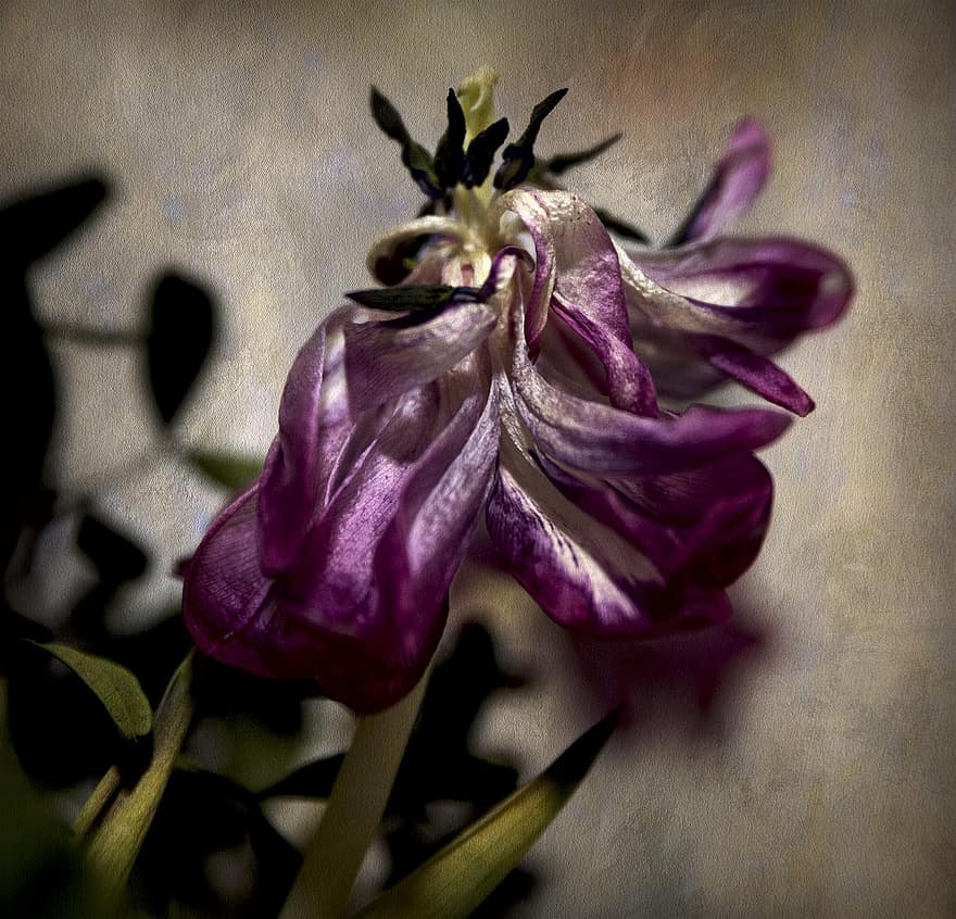 iris barbu, fleur, se flétrir, plante, iris, pétales, Floraison, la nature