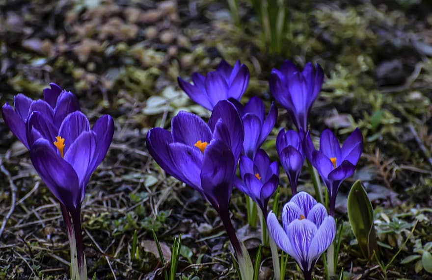 クロッカス、紫色の花、春、牧草地、花、工場、紫の、フラワーヘッド、閉じる、花弁、緑色