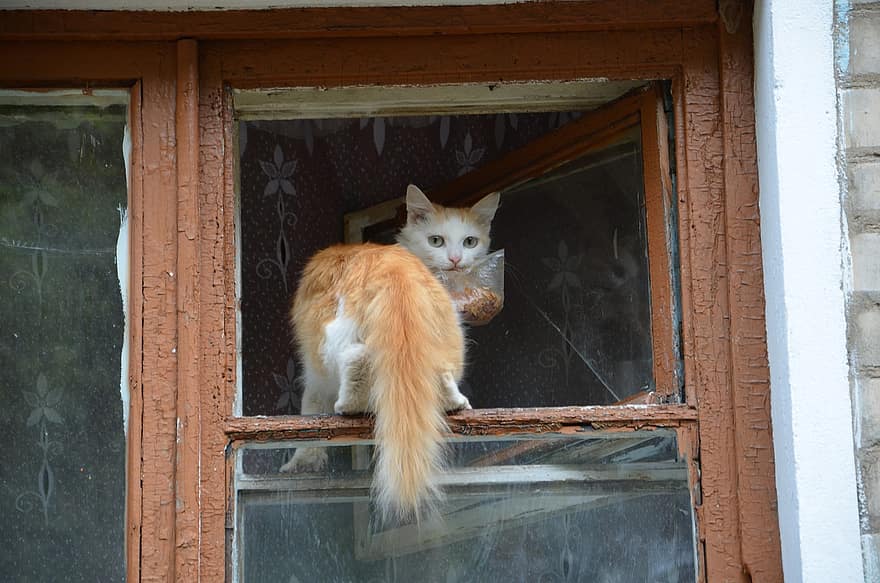macska, macskaféle, ablak, élelmiszer, gyömbér, állat, farok