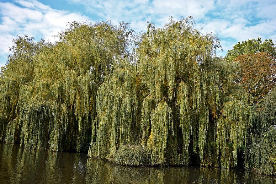 Willow Trees, Island, Lake, Trees, Autumn, Pond, Foliage, Nature